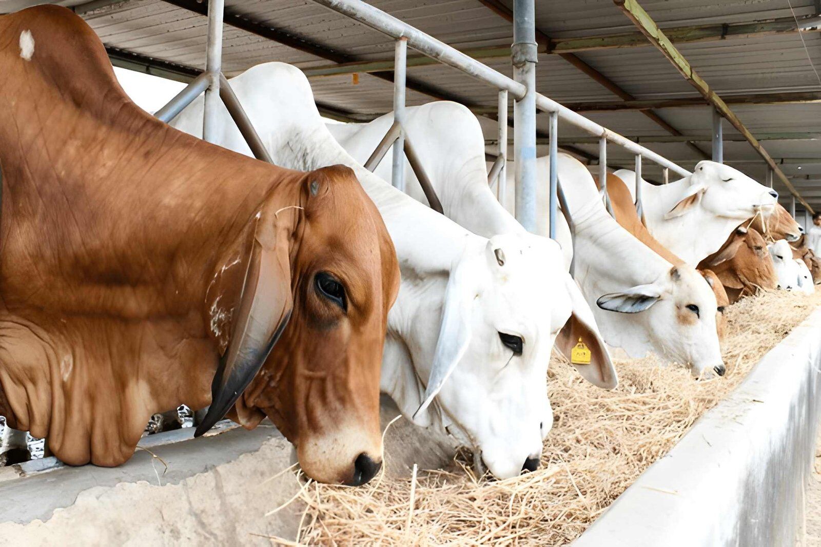 Farm scene 2