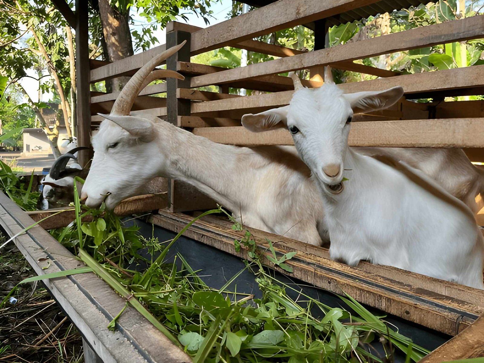 Farm scene 4