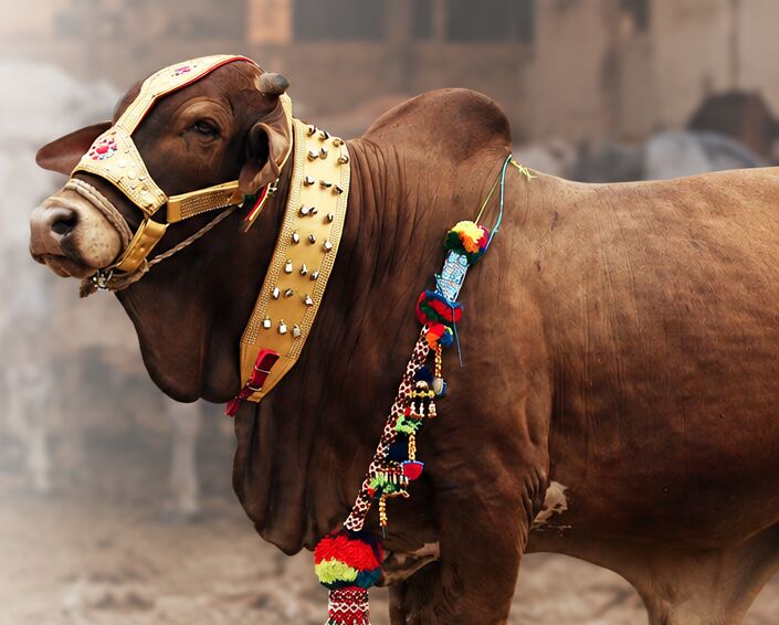 Premium Sahiwal bull