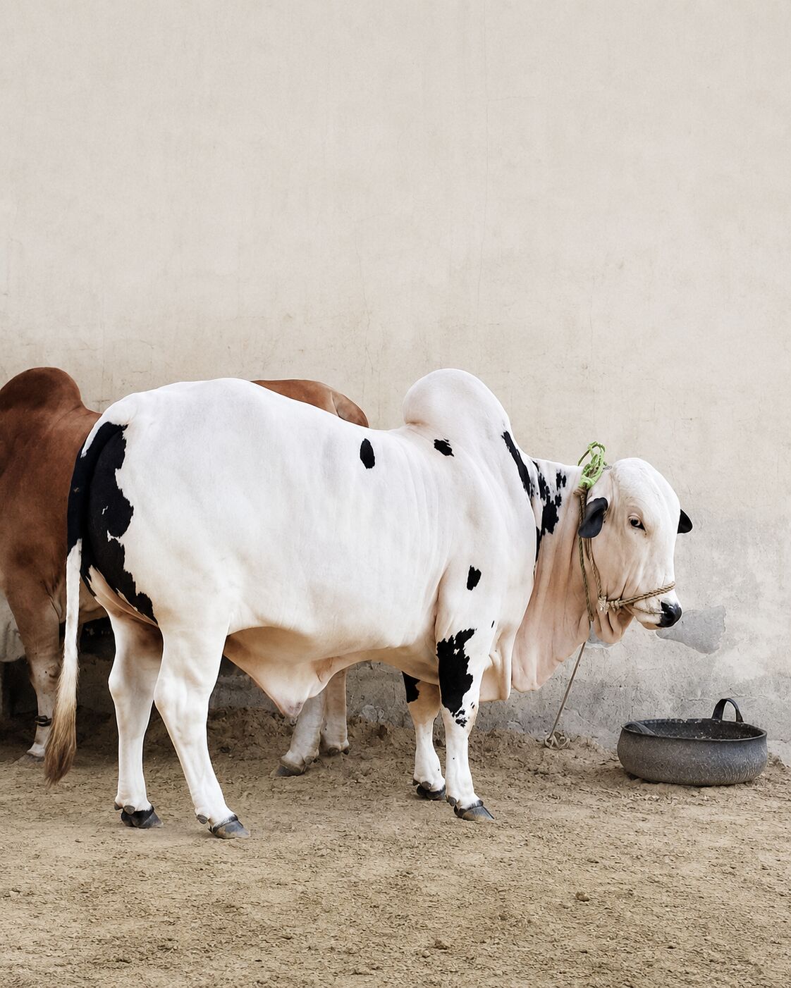 Premium Sahiwal bull side profile