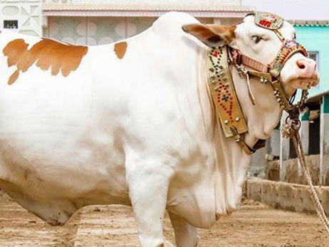 White and brown Qurbani bull with decorated halter