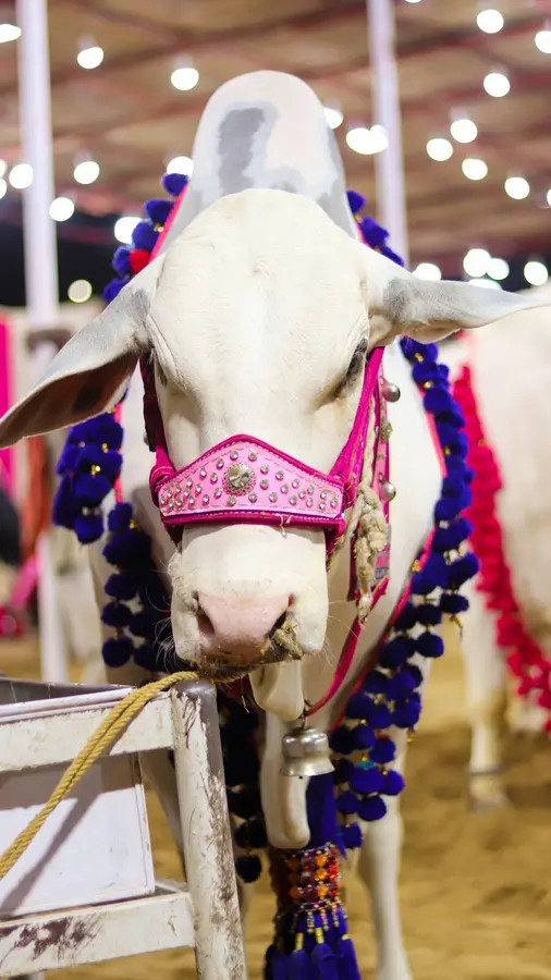 White bull with pink decorated halter and tassels