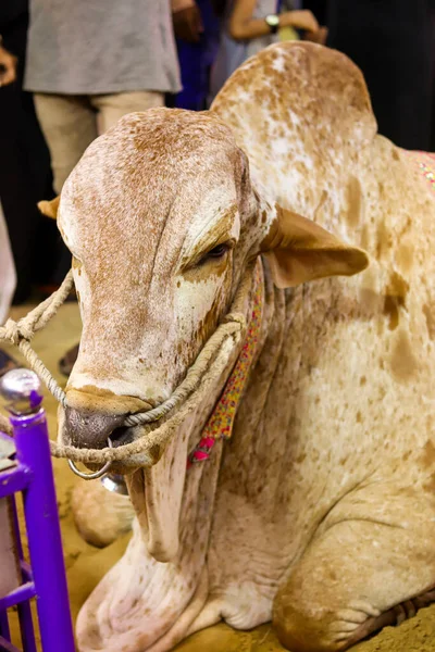 Brown Sahiwal cow resting at the farm