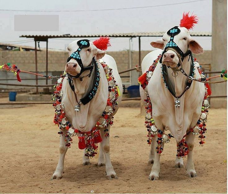 Two decorated white bulls with red plumes and tassels