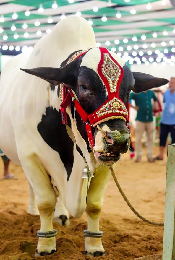 Black and white bull with elaborate red and gold halter