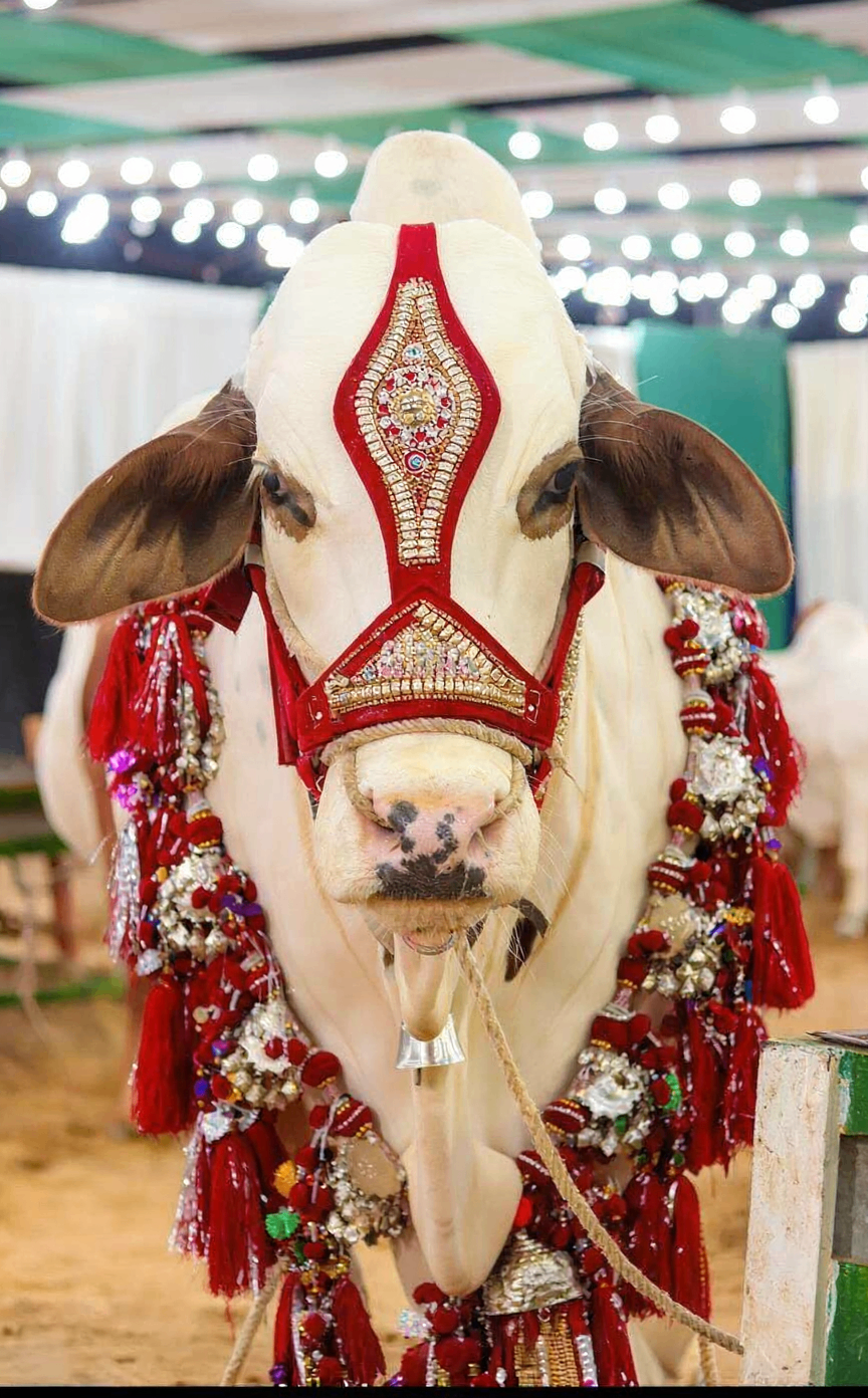 White bull with intricate red embroidered headpiece and tassels